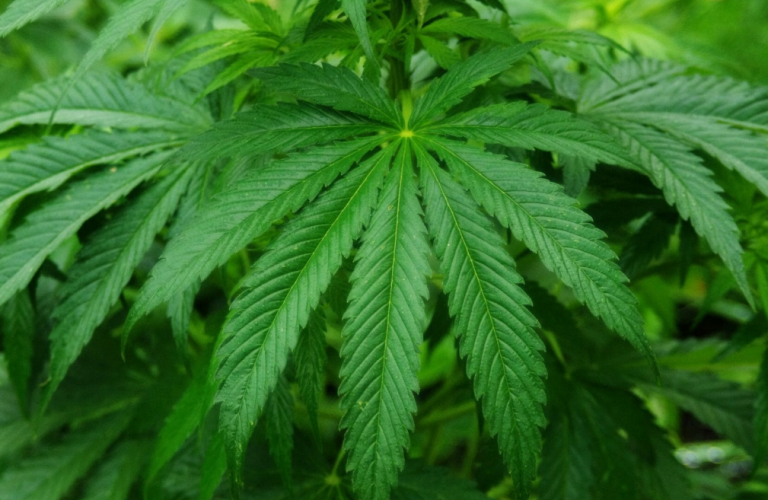 It's time to decriminalize cannabis